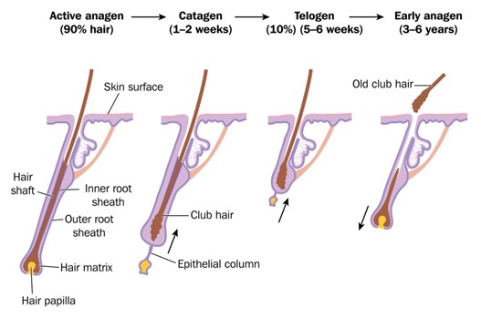 quá trình nan lông thay đổi khi triệt lông điện châm